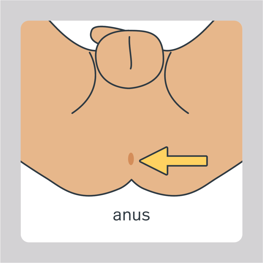 anus