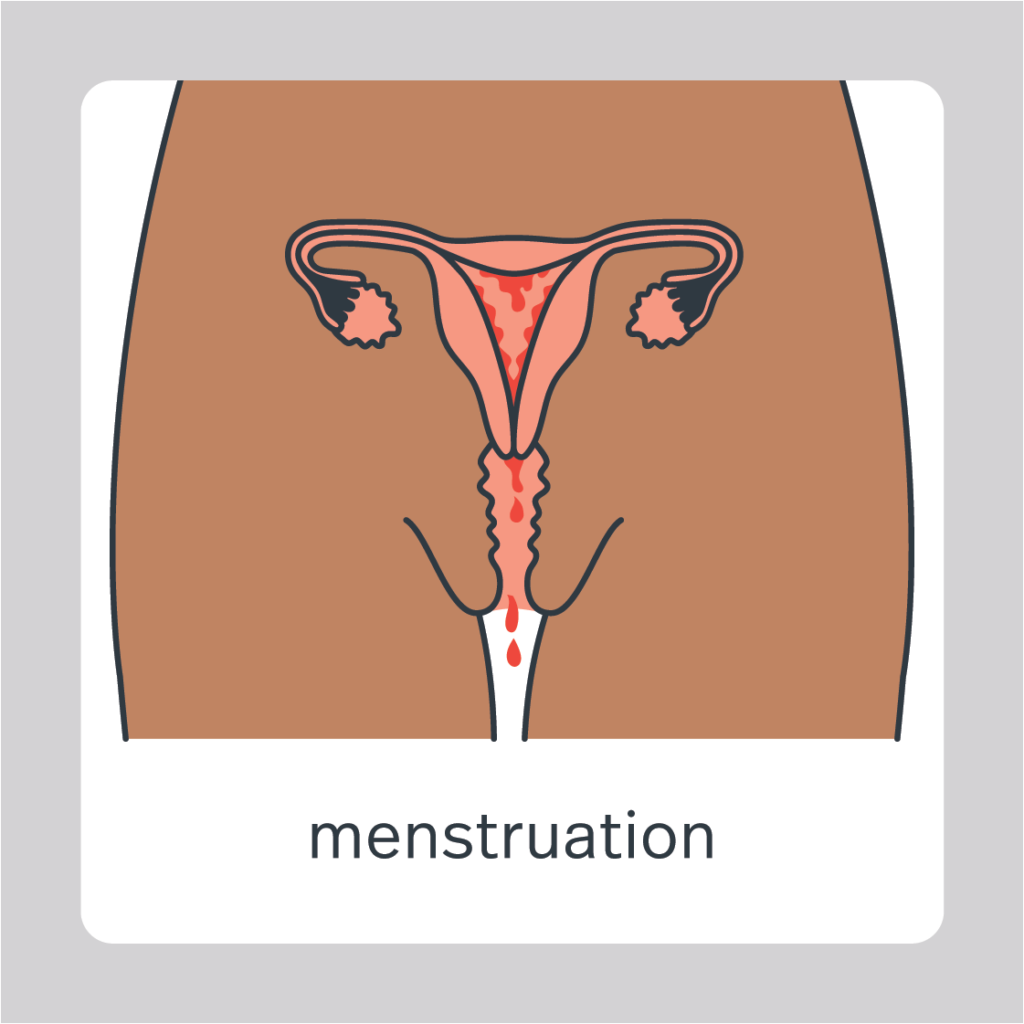 menstruation