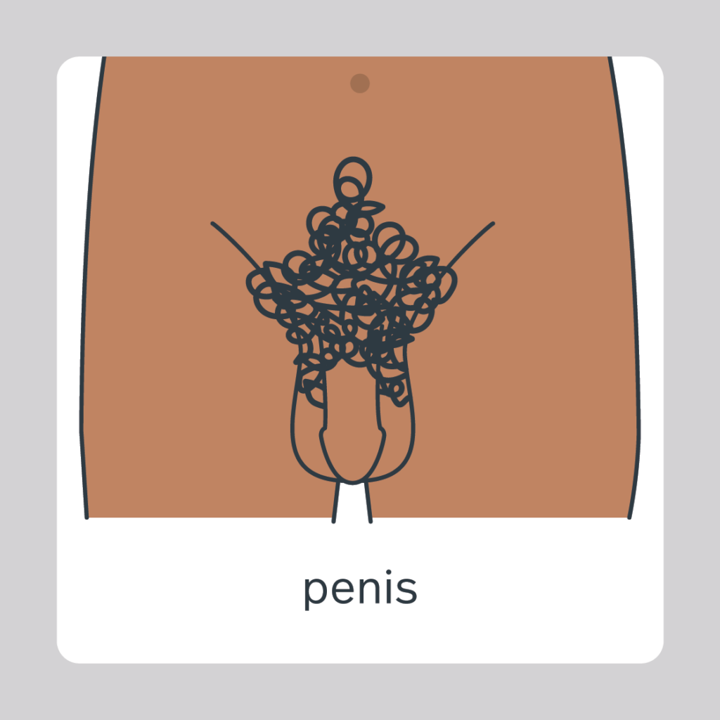 penis