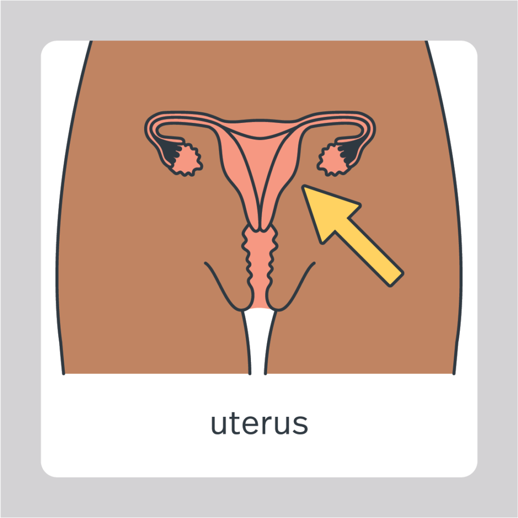 uterus