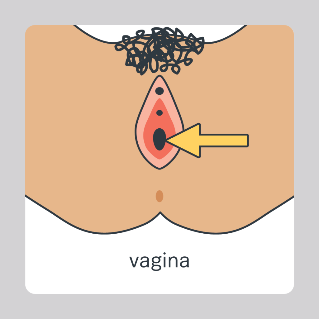 vagina